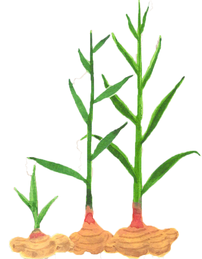 Zingiber じんじべる 人にこだわり 健康にこだわり 土にこだわり 生姜にこだわる Zingiber じんじべる